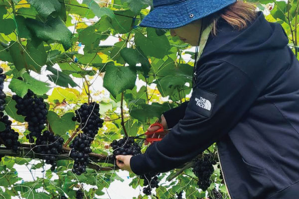 サンプルイメージ